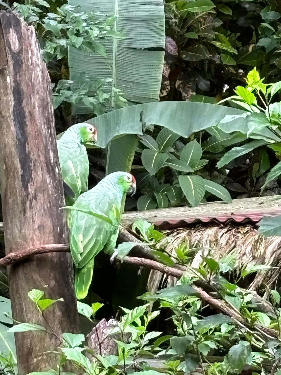 Jungle to Shore: Jaguar Rescue and Punta Uva Escape Combo