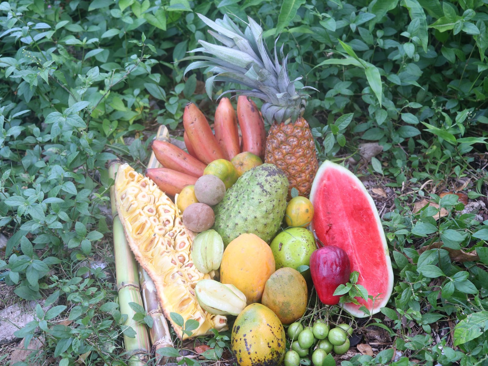Taste of Jamaica Farm and Food tour
