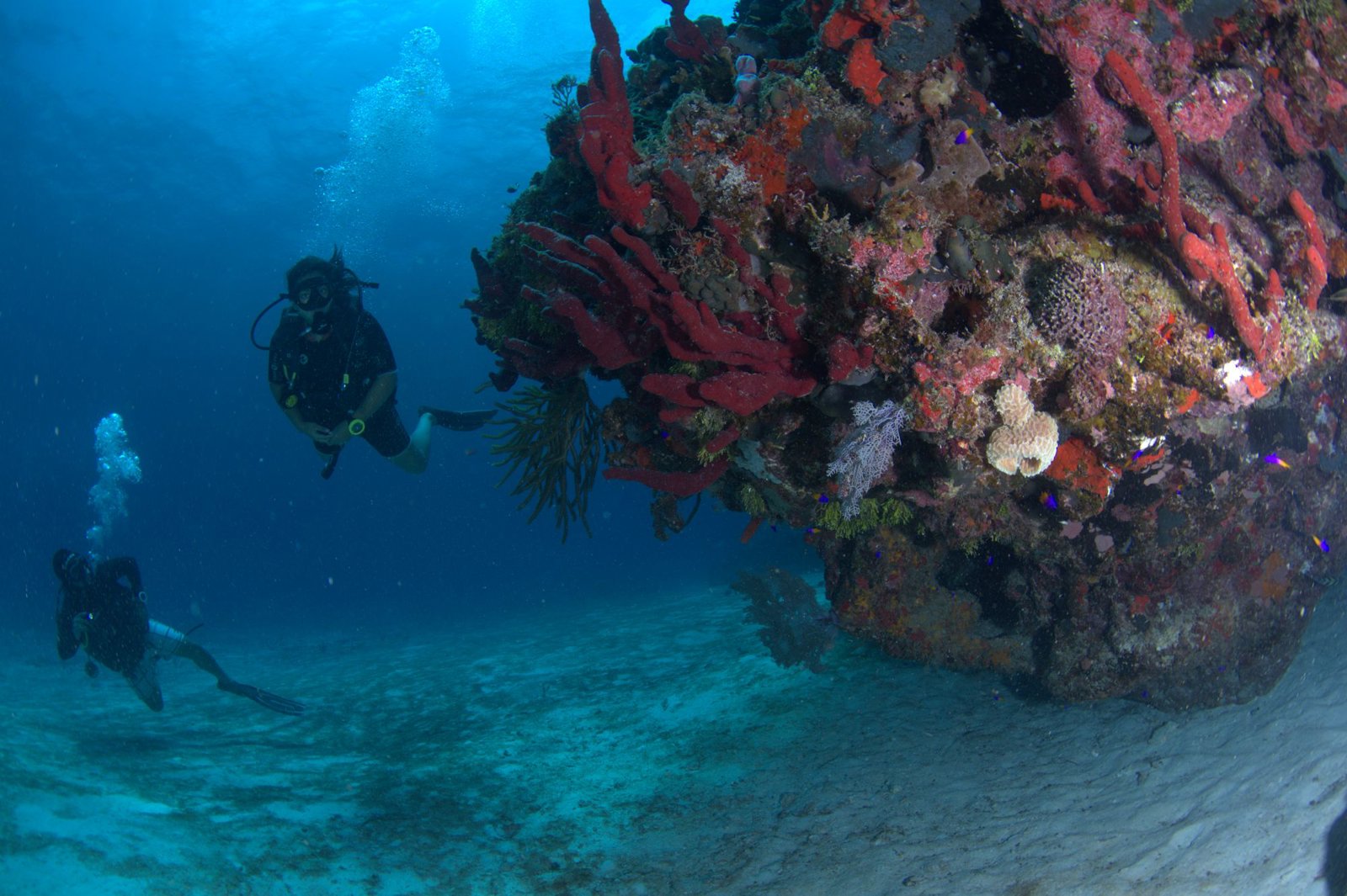 Reef Snorkel in Costa Maya