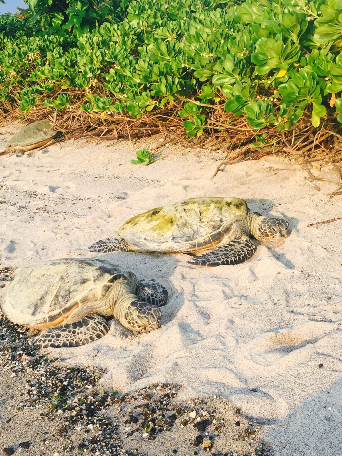 Brewed in History: Kona Coffee and Sea Turtle Trails