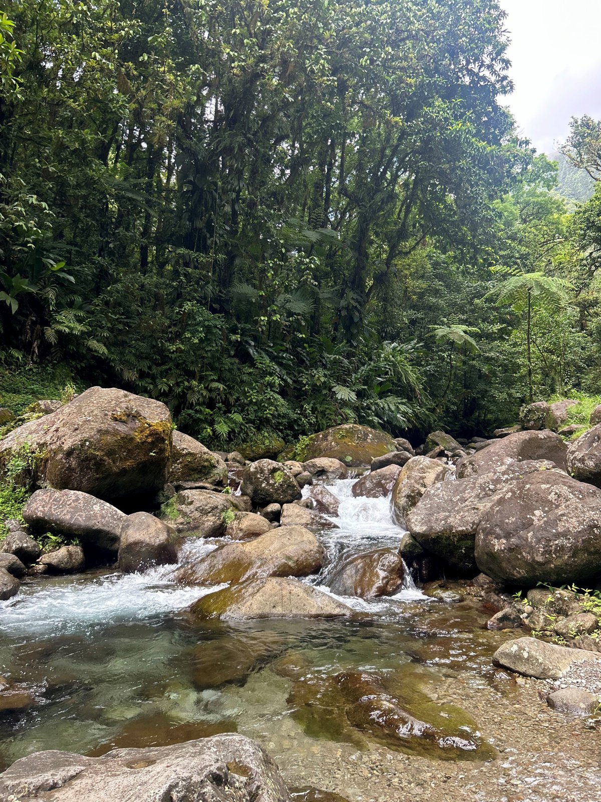 Private Northern Martinique Discovery