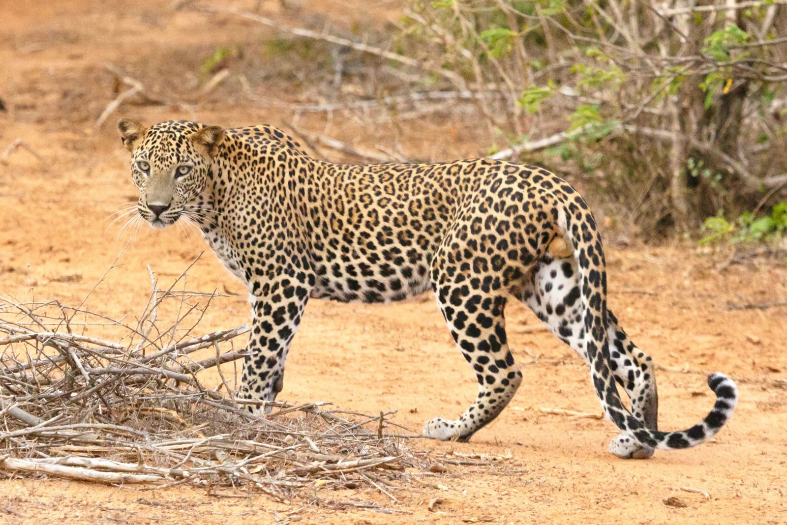 The Best of Hambantota: Exclusive Small Group Yala National Park