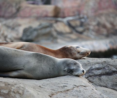 Private Punta Loma Nature Experience