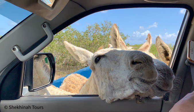Bonaires Donkey Sanctuary and Sightseeing