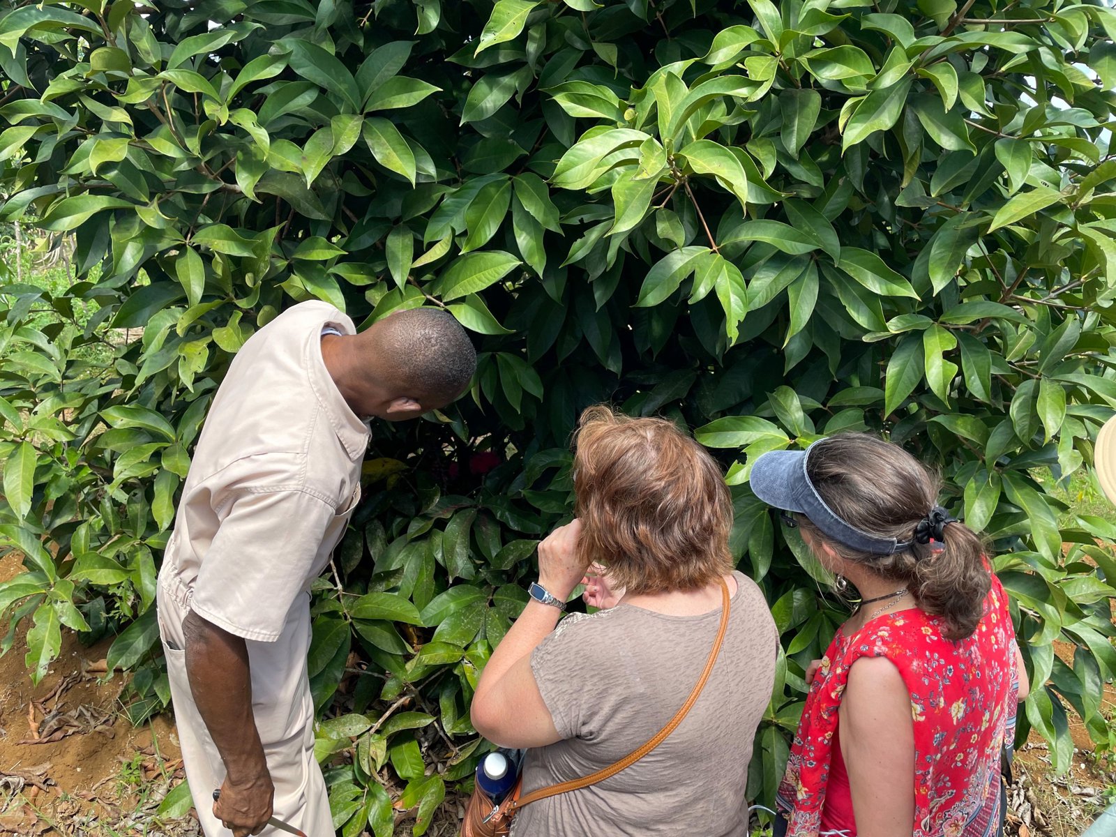 Taste of Jamaica Farm and Food tour