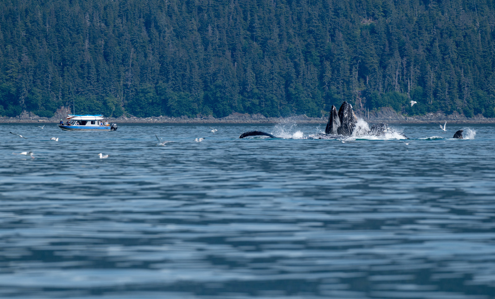 Kayaking and Humpback Whales Viewing