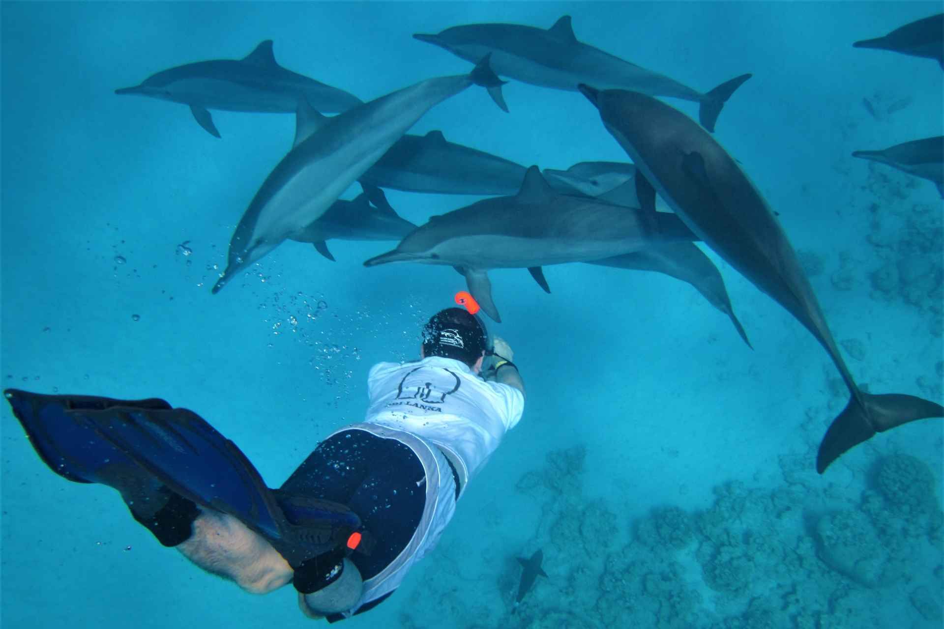 Dolphin Waters Snorkeling Journey