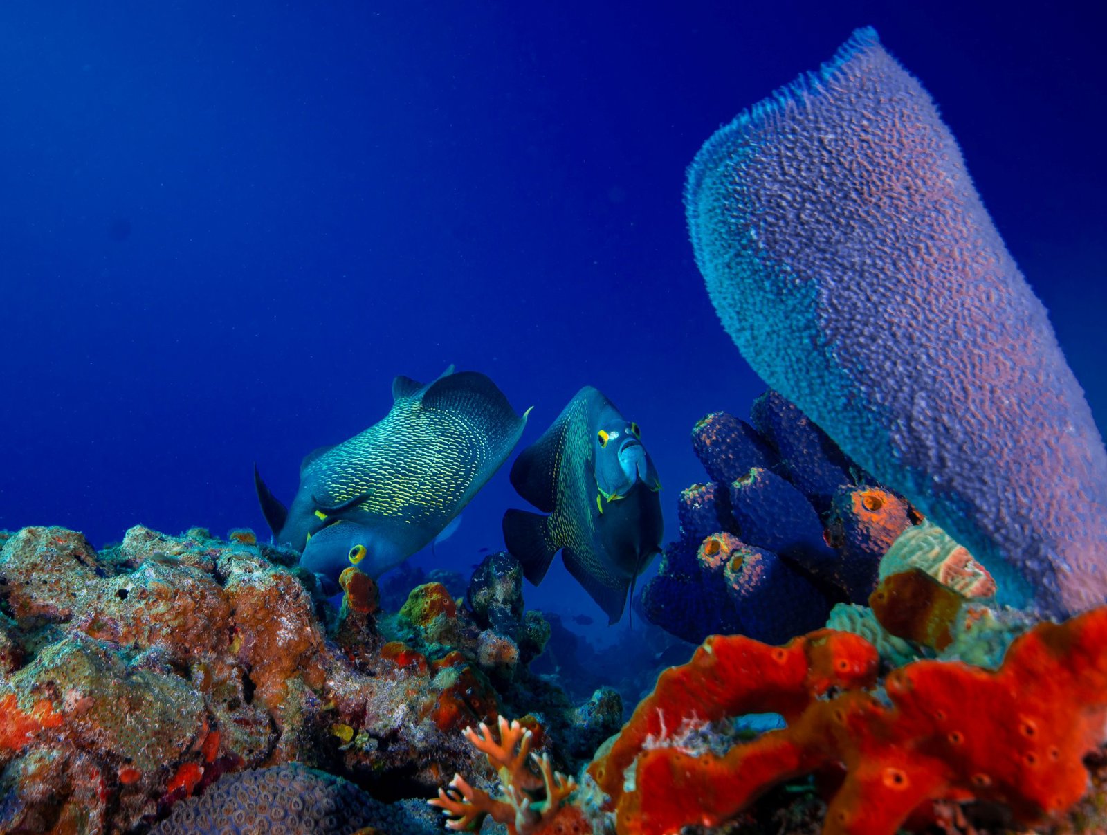Certified Diver Reef Adventure – Explore the Pristine Mesoamerican Reef