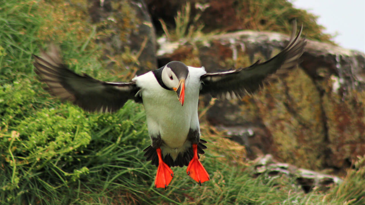 Reykjavik Puffin Watching