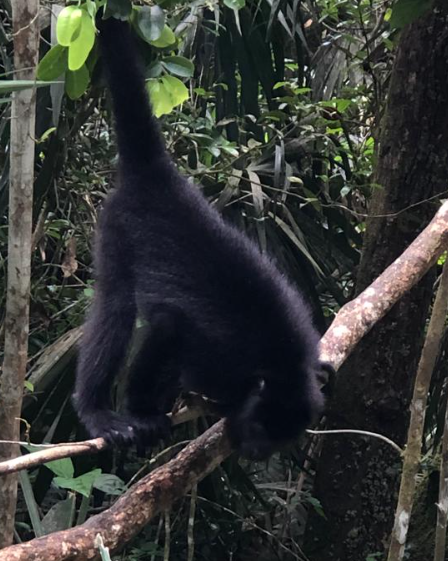 Jungle Jeep Safari and The Belize Baboon Sanctuary