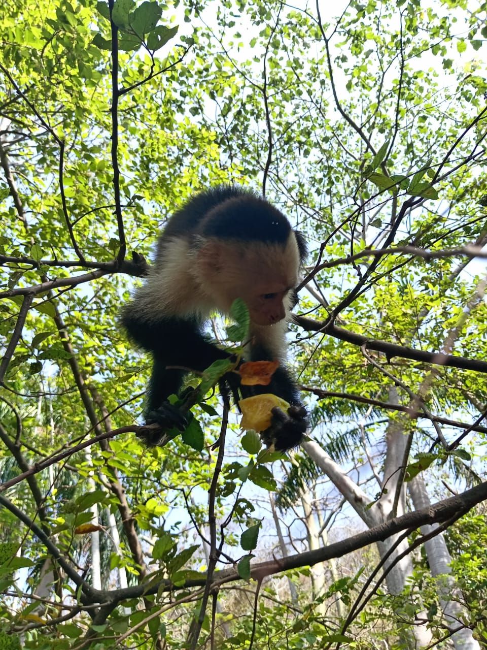 Monkey Encounter and Beach Break