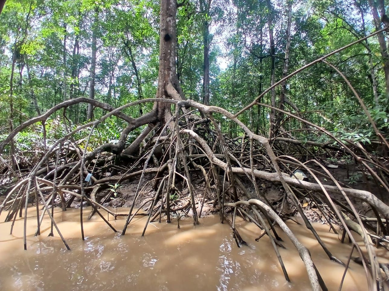 River of Crocs: Mangrove Eco-Adventure