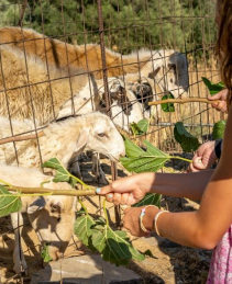 Private Cretan Cooking Experience
