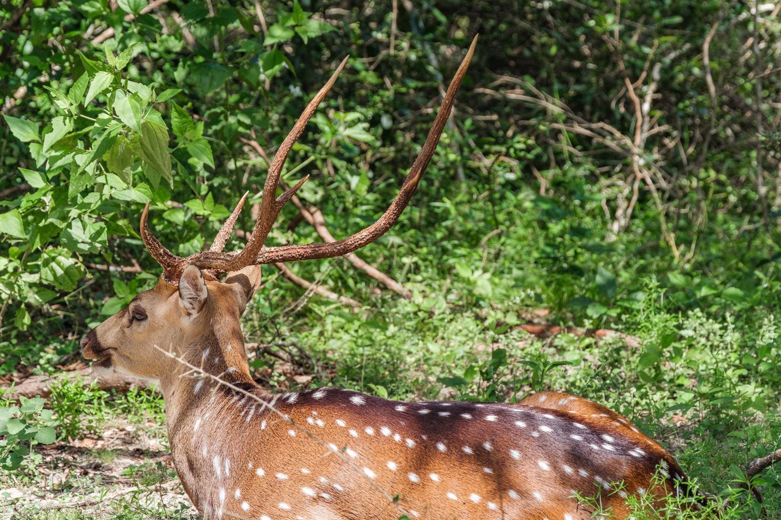 Private Safari at Udawalawe National Park Plus Lunch
