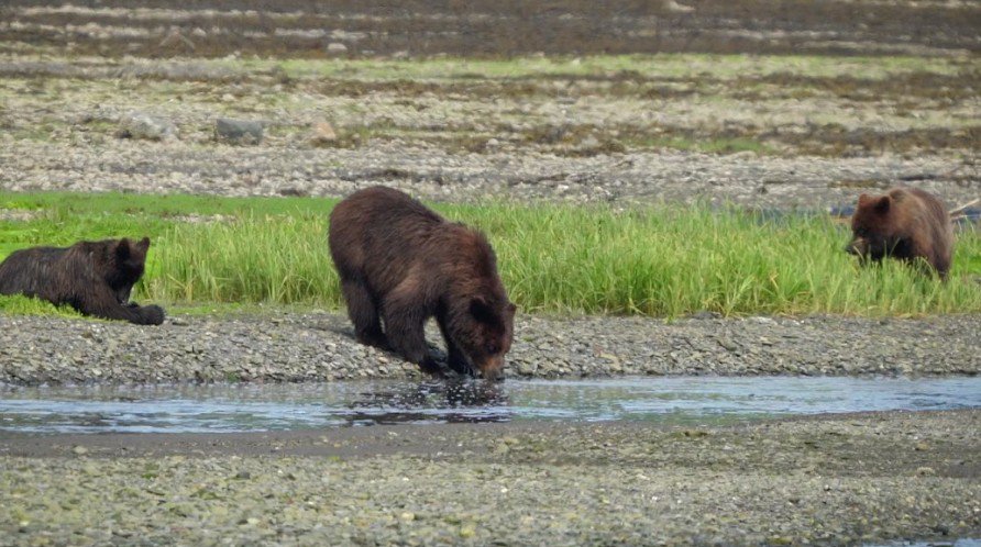 Flightseeing and Hiking - Brown Bear Viewing