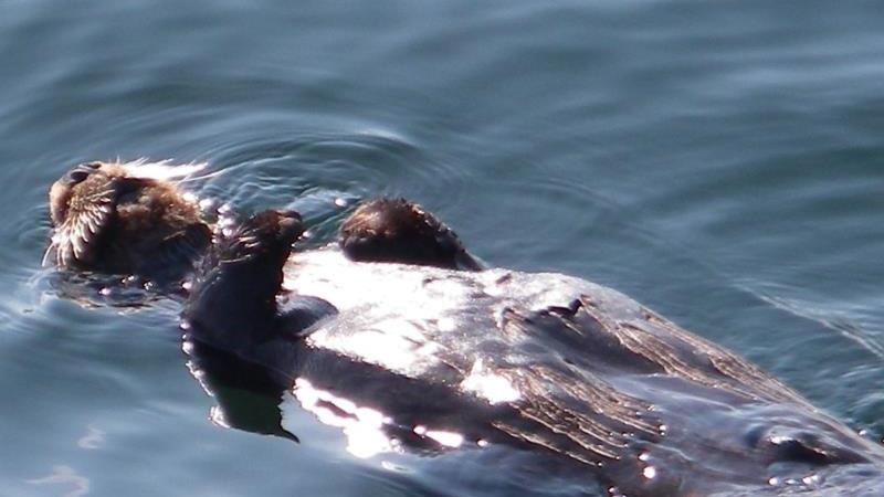 Sitka Sound Sea Otter and Wildlife Tour