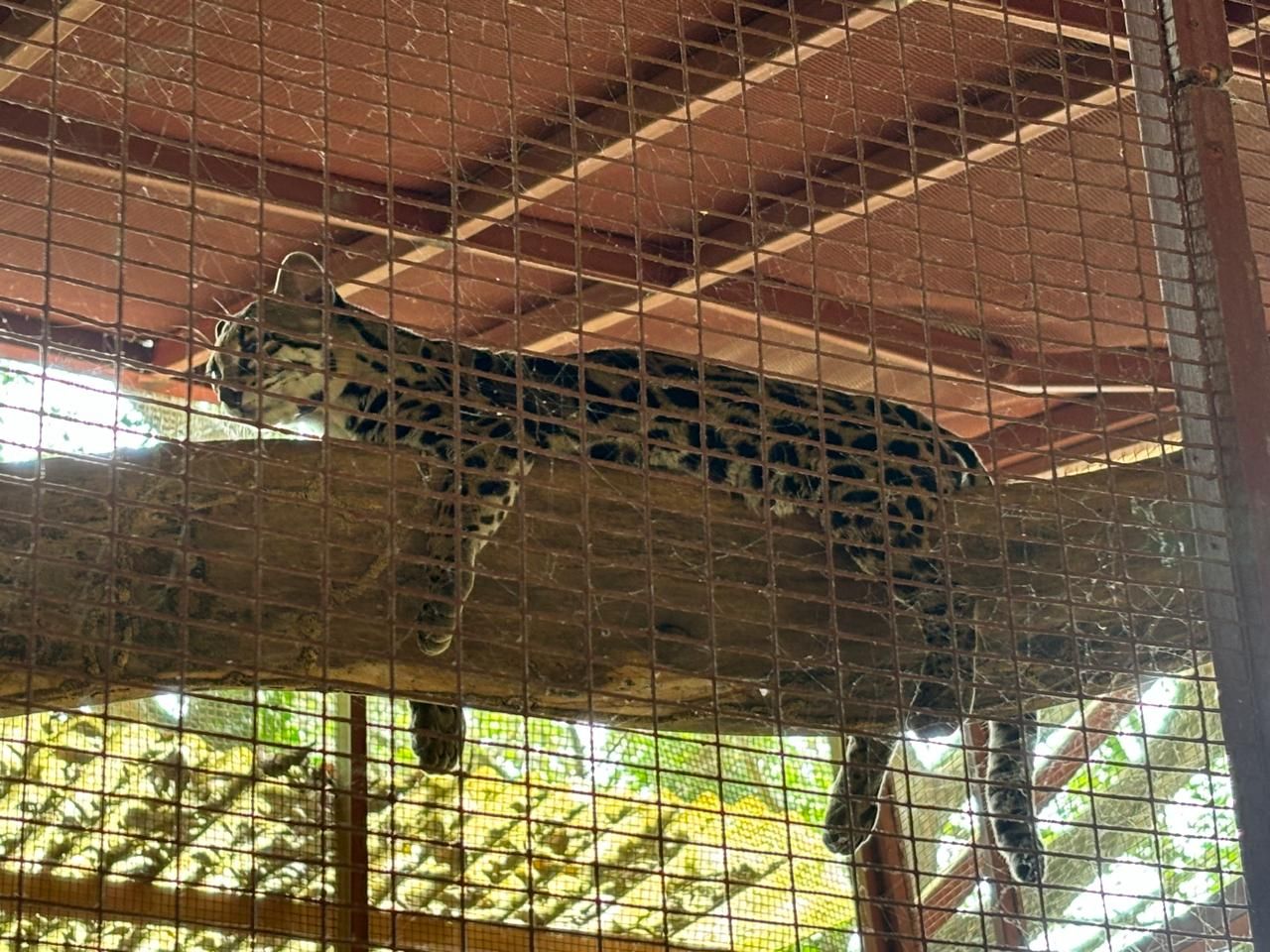 Jungle to Shore: Jaguar Rescue and Punta Uva Escape Combo