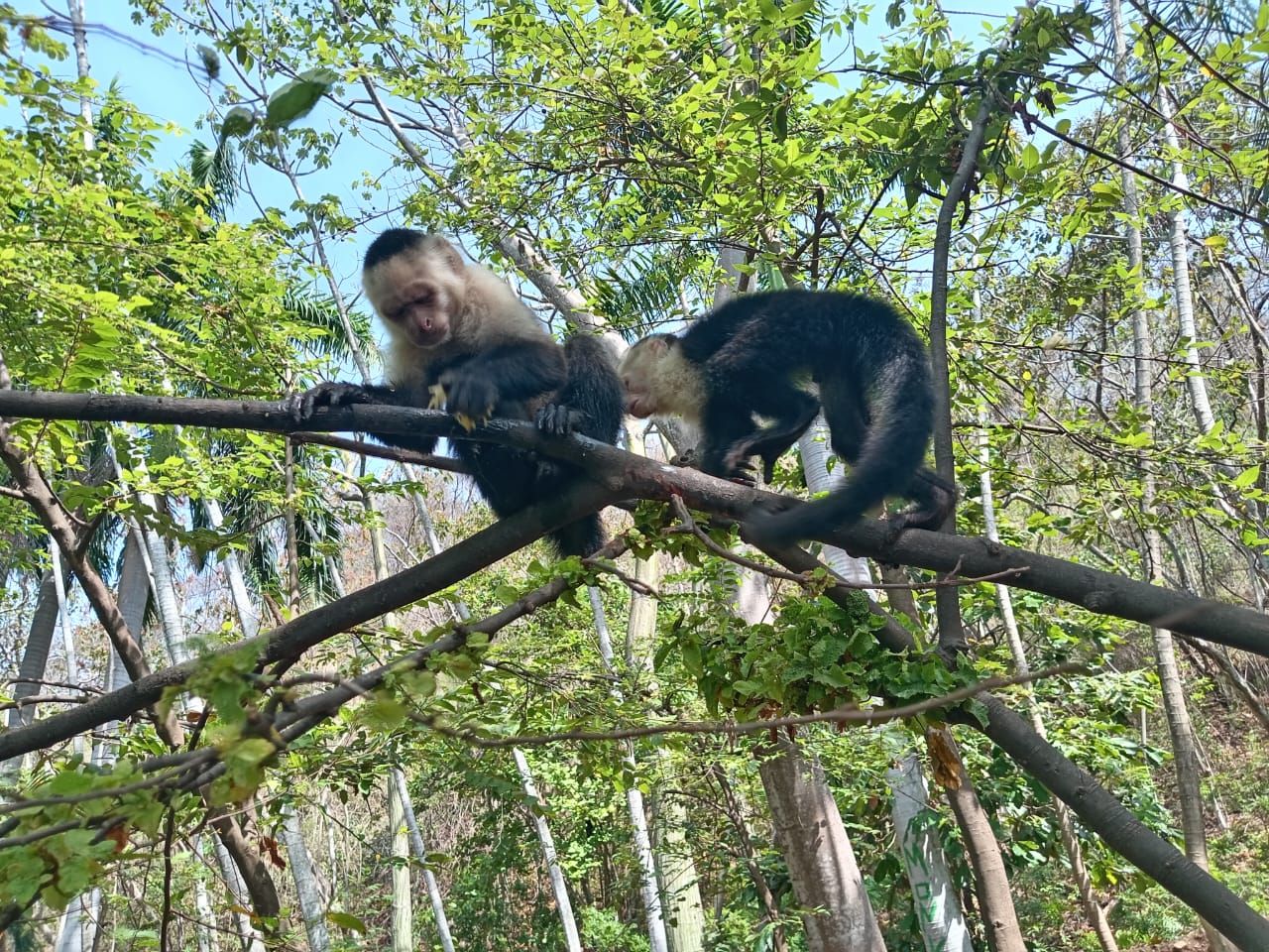 Monkey Encounter and Beach Break