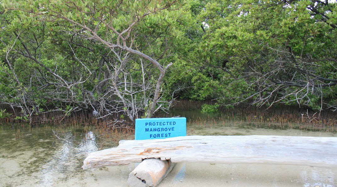 Discover the Flamingos and Mangroves
