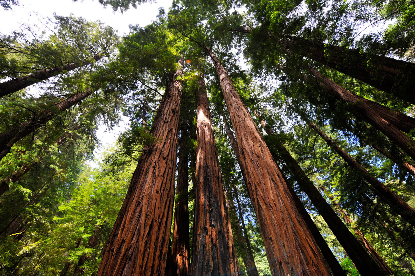 San Francisco Famous Tour with Muir Woods – City Landmarks and Coastal Redwoods