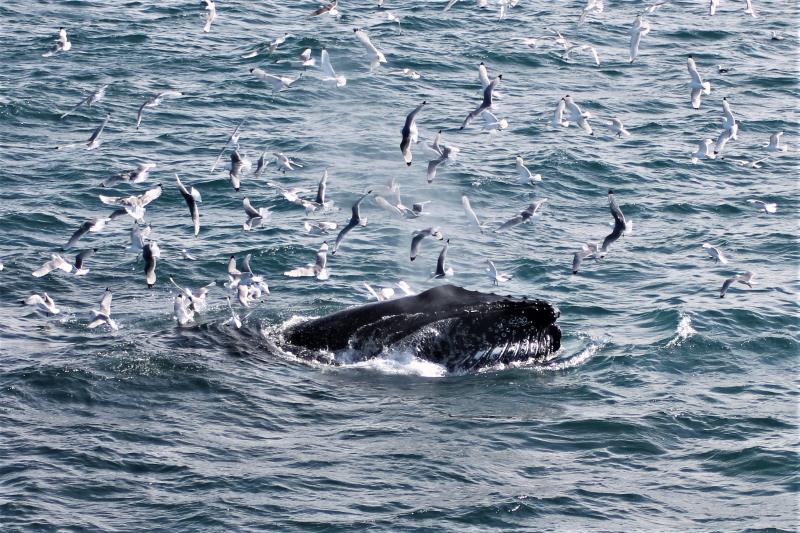 Whale Watching All Year Long