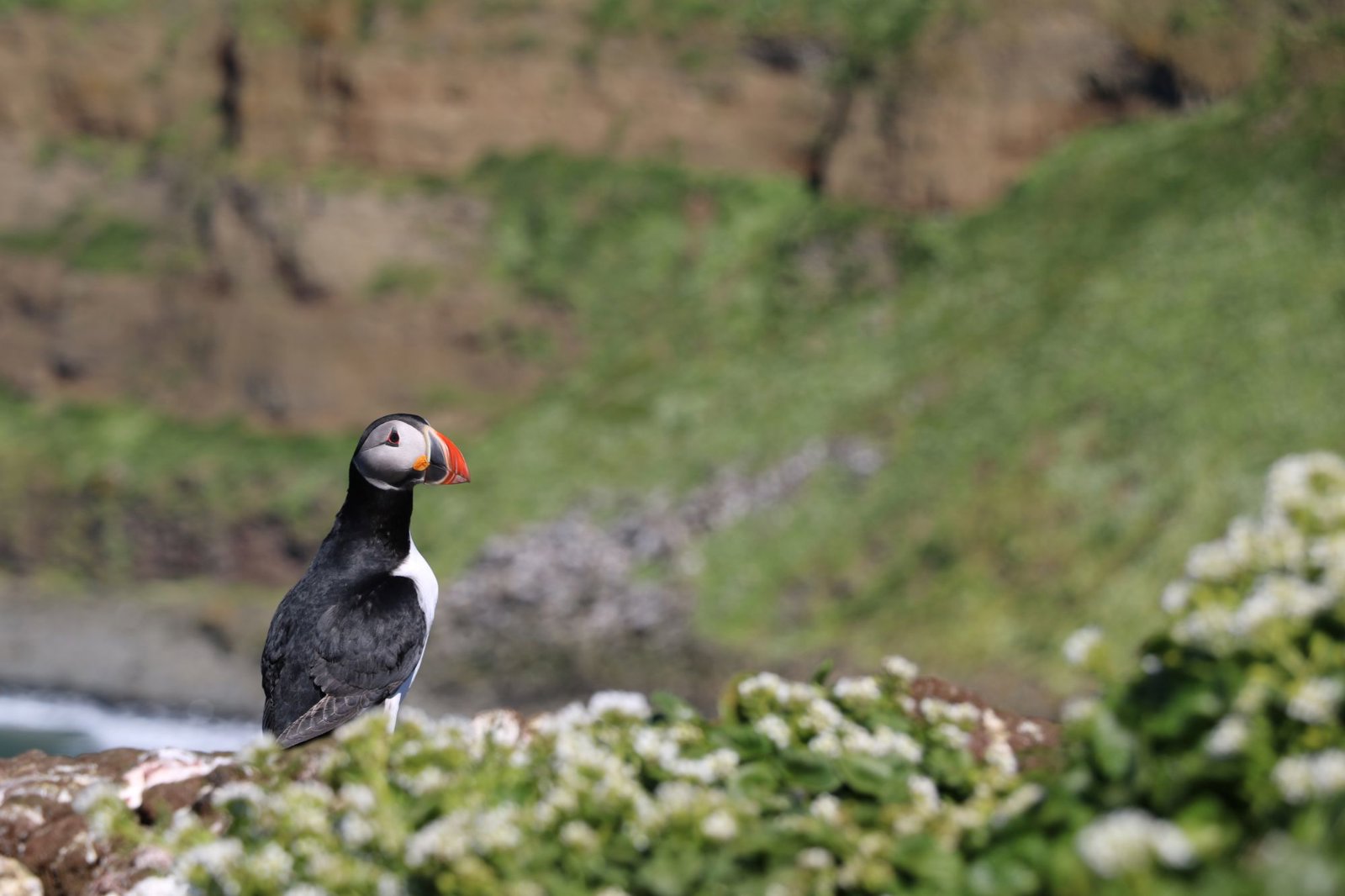 Reykjavik Puffin Watching